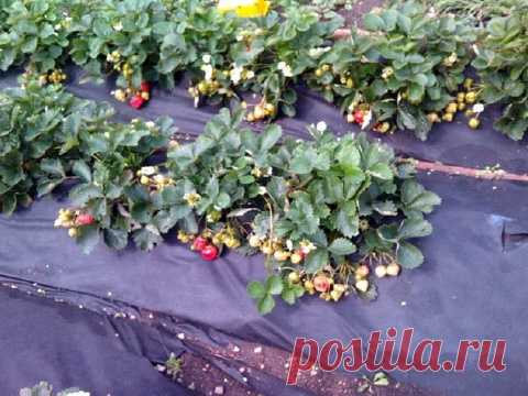 Опыт выращивания клубники от Татьяны Ивановой