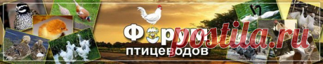 Промышленное птицеводство в домашних условиях - ч.1 | Крупнейший форум для птицеводов, всё о разведении и содержании домашней птицы