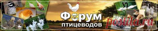 Промышленное птицеводство в домашних условиях - ч.1 | Крупнейший форум для птицеводов, всё о разведении и содержании домашней птицы