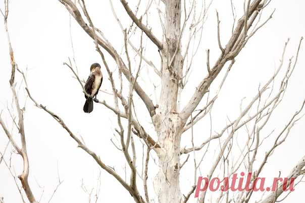 Баклан на ветвях засохшего дерева. Волгоградская область, окрестности озера Эльтон. Фотографировал Алексей Волков: nat-geo.ru/photo/user/16936/.