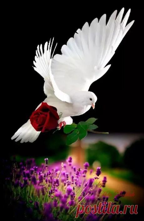 Pinterest