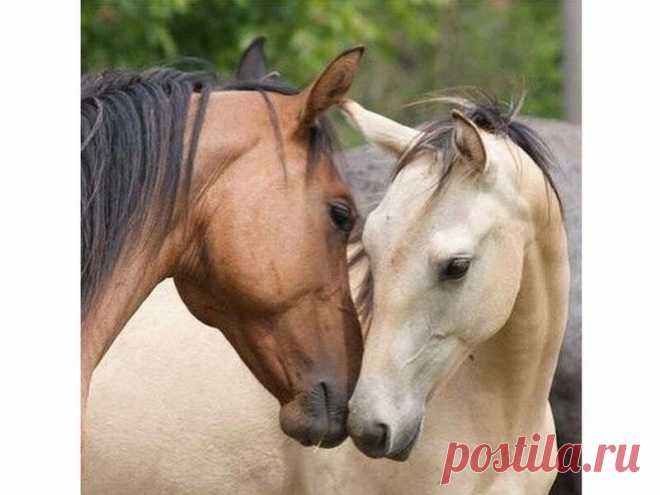 Подборка классных фото, доказывающих, что и животным не чужды нежные чувства | 😺 ПетКлаб | Яндекс Дзен