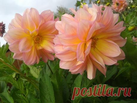 Google+