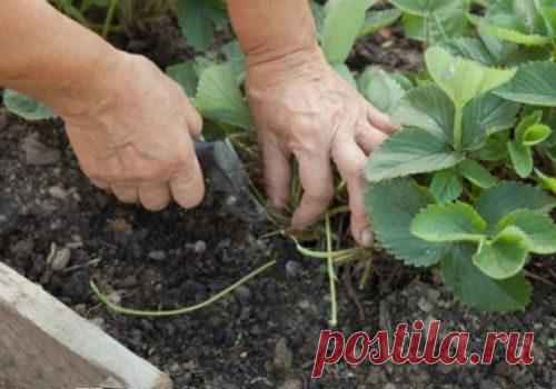 Как отличить мужские и женские кусты клубники