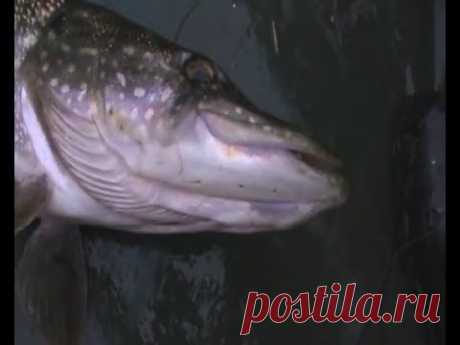 Ловля щуки, Поставушки.  Осень 23.09.2014. catching of a pike (поставушки, котлеты из щучки)