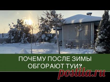 Почему после зимы обгорают туи? Как этого избежать?