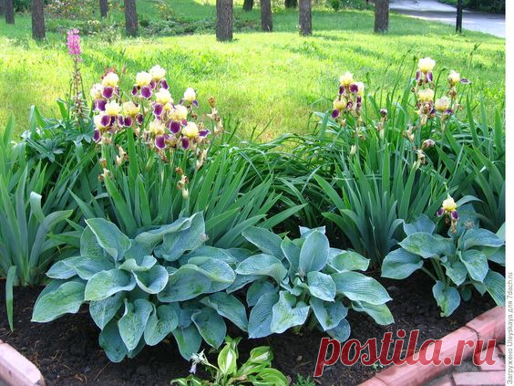 Планируя цветники для своего сада, мы желаем получить необыкновенные по красоте и цвету композиции. Для совместной посадки важно правильно подобрать