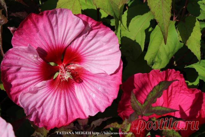 СЕМЕНА ТРАВЯНИСТЫХ ГИБИСКУСОВ - №15-17