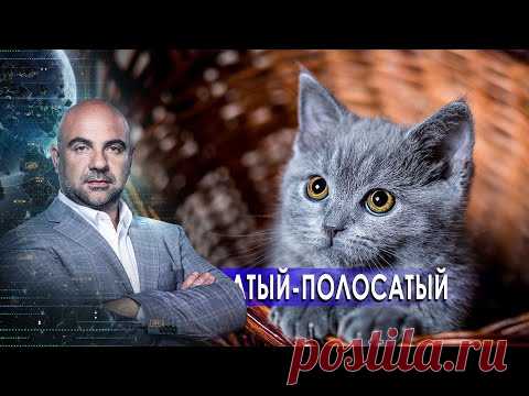 Усатый-полосатый. «Как устроен мир