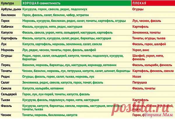 Совмещаем растения на грядке с умом.: Дневник группы "Сад, огород" - Страна Мам