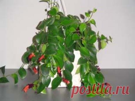 Эсхинантус (Aeschinanthus), уход