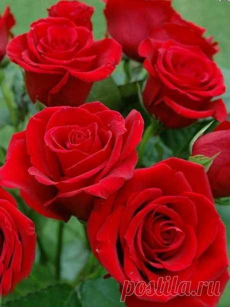 Однажды Бог собрал все бабьи слезы 
И окропил пустырь в своем саду, 
С тех пор цветут там бархатные розы, 
Купая лепестки свои в пруду. 
Их утром солнце нежно озаряет, 
Окутает теплом своих лучей, 
Луна их ночью светом одаряет, 
Поит любовью ласковый ручей. 
Они обласканы божественной любовью, 
С особым трепетом Господь на них глядит, 
Быть может для кого-то будет новью, 
Но эти розы сам Господь хранит. 
А женщины...они так часто плачут 
От боли,от проблем и от мужских оби...