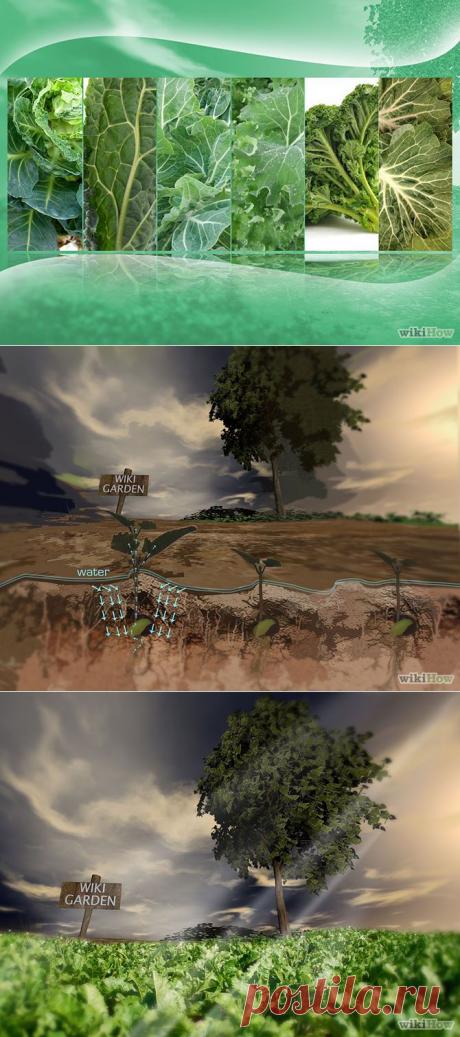 Как вырастить капусту кале.