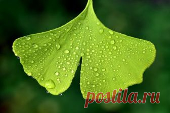 7 садовых растений, которые не нужно поливать
