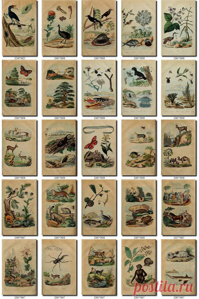Флора и фауна-1 коллекция из 210 винтажных иллюстраций | Etsy