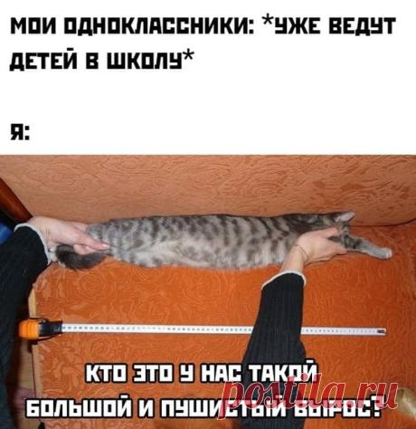 Лучшие шутки и мемы с котами
