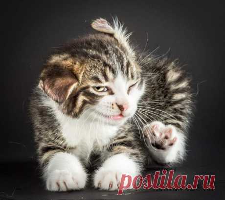 Мгновения кошачьей жизни. Хорошего настроения!.