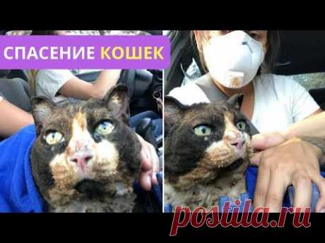 ДЕВУШКИ ВЕРНУЛИСЬ НА ПЕПЕЛИЩЕ, ЧТОБЫ СПАСТИ СВОЕГО КОТА. #СПАСЕНИЕКОТЯТ - YouTube