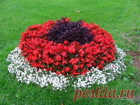 10 растений, цветущих в июле | Дачный участок