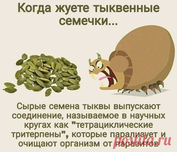Тыквенные семечки от паразитов