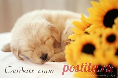Всем желаю сладких снов!