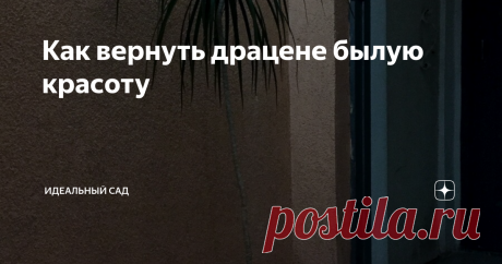 Как вернуть драцене былую красоту Прислала мне мама фото этого чуда и спросила – что делать с этим недоразумением? Цветок стоит на общей площадке и в общем то никому не нужен. А маме стало жалко драценку. Отвечаю сразу и ей, и свои подписчикам – как обновить и омолодить драцену.
Как обновлять
Обрезать и укоренить заново, а на оставшемся стволе с корнем простимулировать появление новых побегов. Это самый простой и эффективный