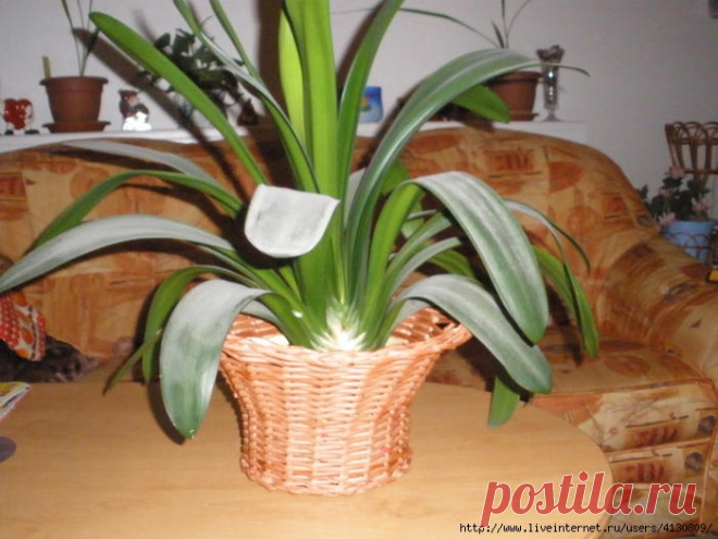 Кашпо без дна для цветов. Еще один Мастер-класс