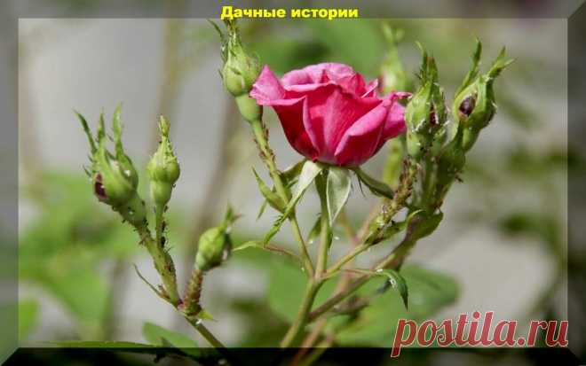 Тли, трипсы, муравьи, белокрылка, паутинный клещ: главные вредители розы и проверенные препараты для борьбы с ними | Дачные истории | Яндекс Дзен
