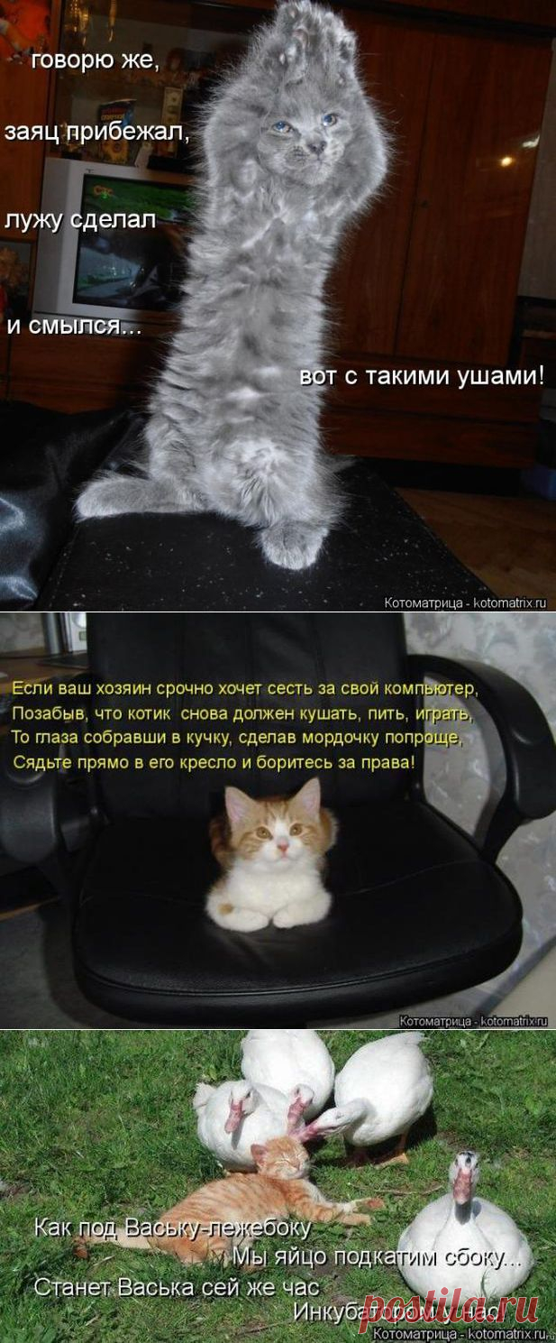 Весёлого настроения в воскресения желают вам котики и компания:)))) - С миру по нитке, а у меня блог.