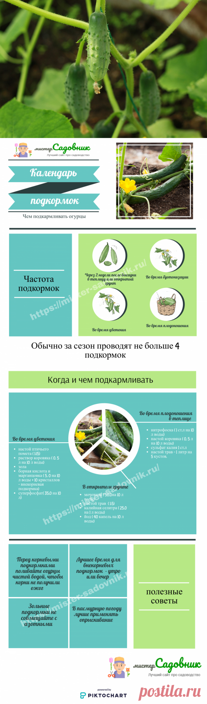 Внекорневая подкормка для огурцов в грунте и теплице