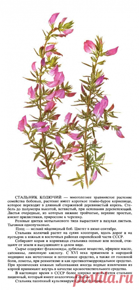 Стальник колючий
