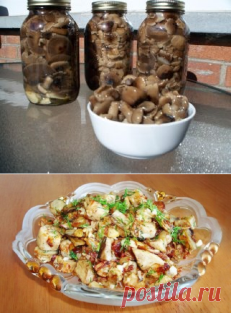 Поиск на Постиле: салаты с грибами