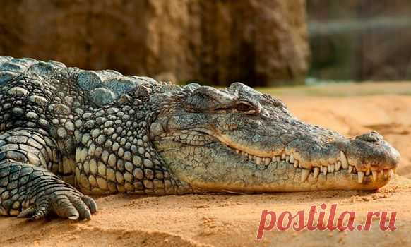 Эмбрионы крокодилов не имеют пола 😲😲😲 Читаем дальше....