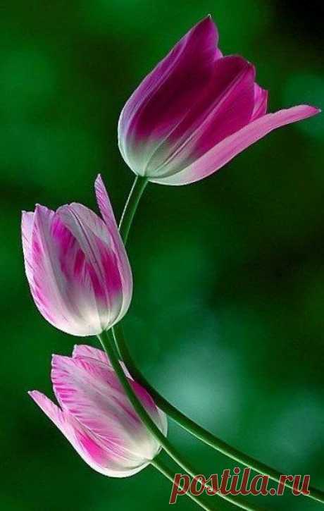 touchn2btouched