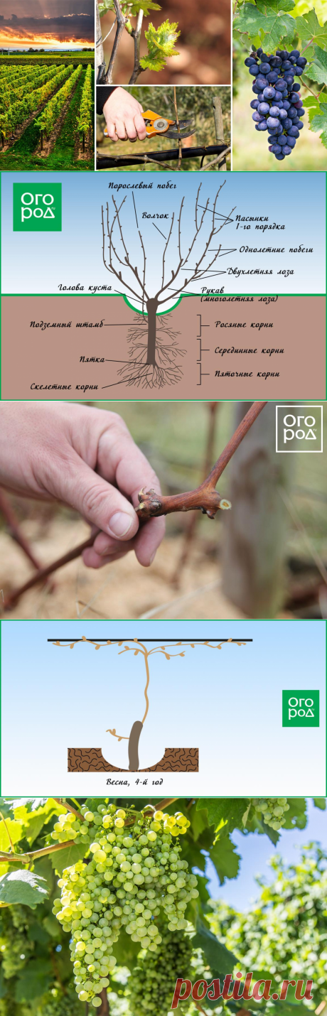 Обрезка винограда весной – пошаговая инструкция для начинающих с видео | В саду (Огород.ru)