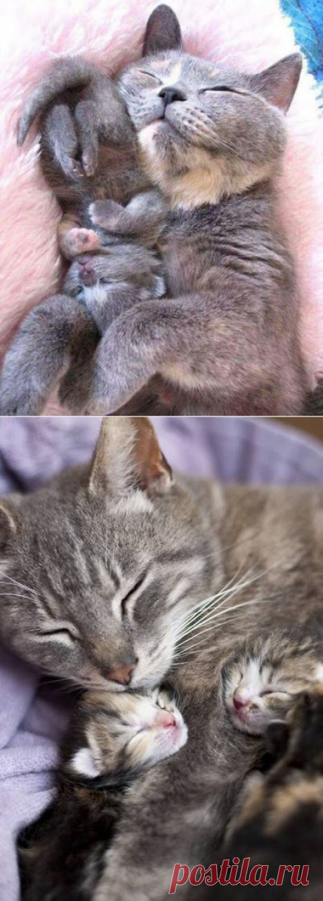Новорожденные котяши и их кошкомамы.