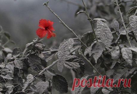 (9) Одноклассники