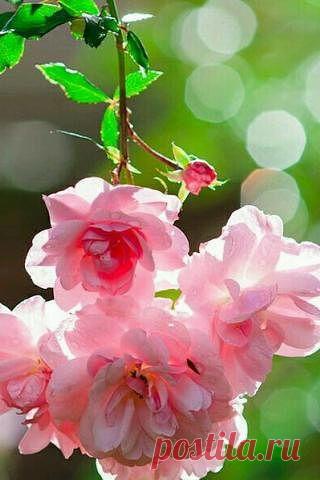 КрАсИвЫе АлЬбОмЫ-!!!
Юлия Ветер