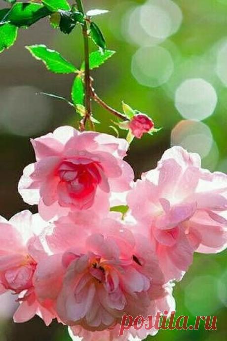 КрАсИвЫе АлЬбОмЫ-!!!
Юлия Ветер