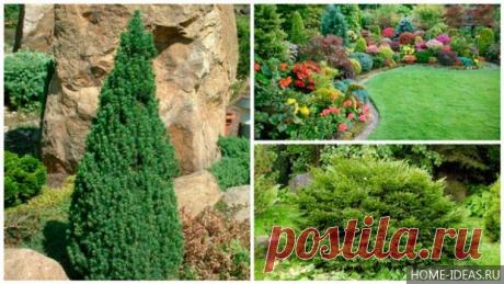 Хвойные растения для сада: фото и названия
