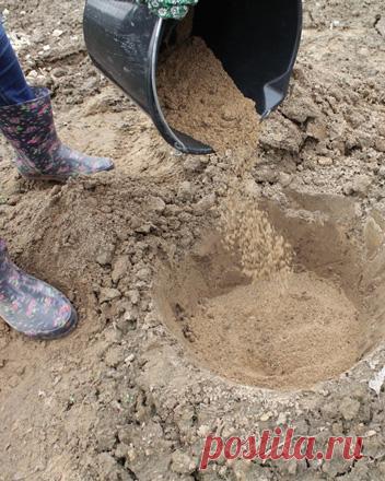 Как посадить пионы весной – пошаговый мастер-класс с фото