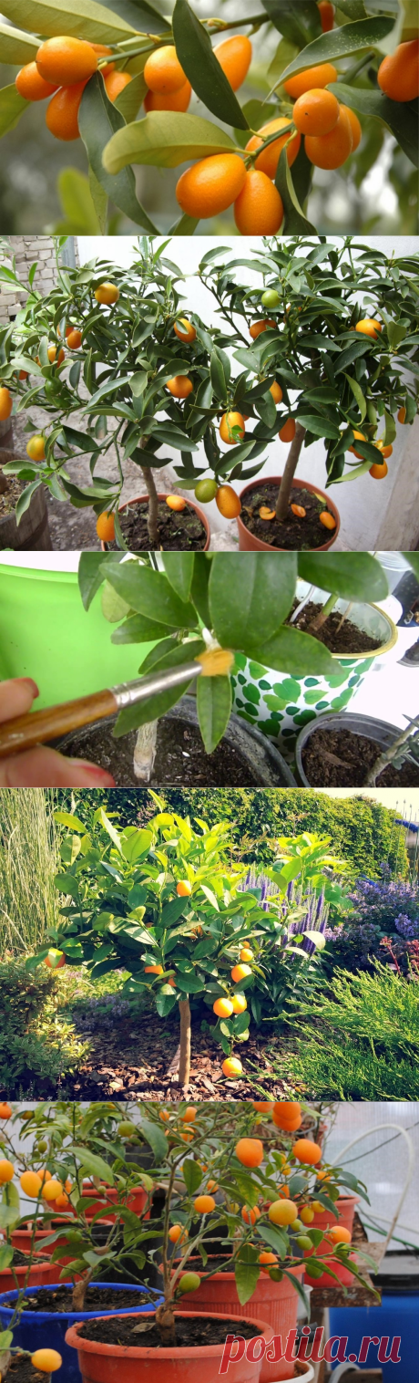 Кумкват выращивание и уход в домашних условиях.