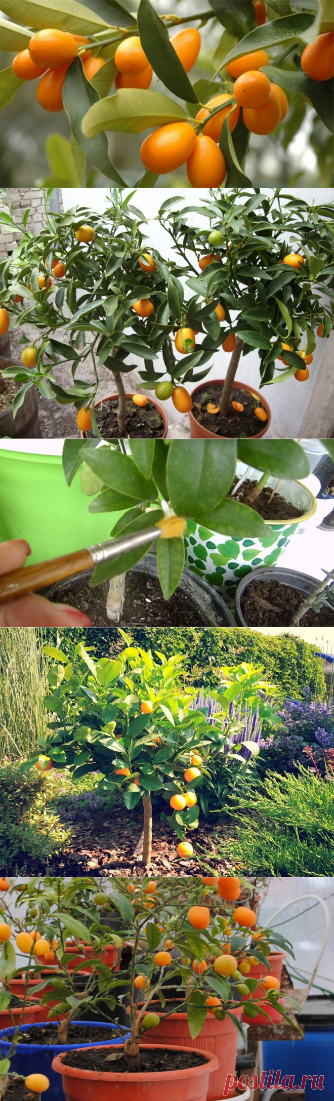 Кумкват выращивание и уход в домашних условиях.