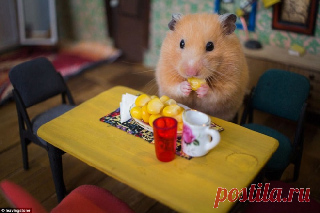 Процветающий городок Юмвиль или к чему приводит желание снять самую милую семейную рекламу (15 фото + 2 видео) | Чёрт побери Проект этого необычного населенного пункта появился, когда крупный производитель продуктов питания задумал сделать универсальный полигон для съемки различной рекламы о своей продукции. И, поскольку люди-актеры давно набили оскомину, его решили населить… хомяками. Но позаботились о том, чтобы это была не клетка с декорациями, а практически настоящий г...