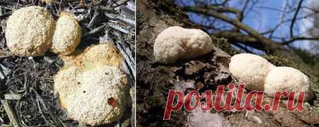 Людей ест не рак! - а грибы-слизевики. 