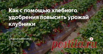 Как с помощью хлебного удобрения повысить урожай клубники Добрый день, огородники и садоводы!
Поговорим сегодня о повышении урожайности клубники с помощью хлебного удобрения.
Для этого удобрения можно брать любой хлеб. Я на протяжении всей зимы собирала сухари, остатки хлеба, подсушивала их и хранила до весны. И вот весна пришла, пора готовить удобрение и активно его применять для повышения урожая.
Подписывайтесь на Урожайный огород! Ставьте палец вверх,