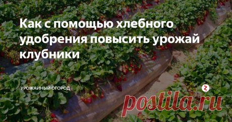 Как с помощью хлебного удобрения повысить урожай клубники Добрый день, огородники и садоводы!
Поговорим сегодня о повышении урожайности клубники с помощью хлебного удобрения.
Для этого удобрения можно брать любой хлеб. Я на протяжении всей зимы собирала сухари, остатки хлеба, подсушивала их и хранила до весны. И вот весна пришла, пора готовить удобрение и активно его применять для повышения урожая.
Подписывайтесь на Урожайный огород! Ставьте палец вверх,