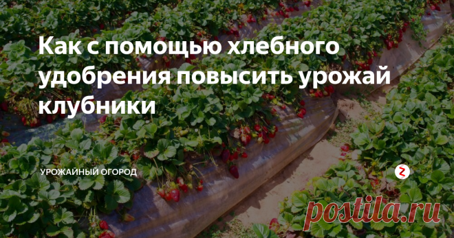 Как с помощью хлебного удобрения повысить урожай клубники Добрый день, огородники и садоводы!
Поговорим сегодня о повышении урожайности клубники с помощью хлебного удобрения.
Для этого удобрения можно брать любой хлеб. Я на протяжении всей зимы собирала сухари, остатки хлеба, подсушивала их и хранила до весны. И вот весна пришла, пора готовить удобрение и активно его применять для повышения урожая.
Подписывайтесь на Урожайный огород! Ставьте палец вверх,