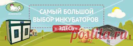Тля: борьба с вредителем. Народные способы, средства | Домашняя ферма