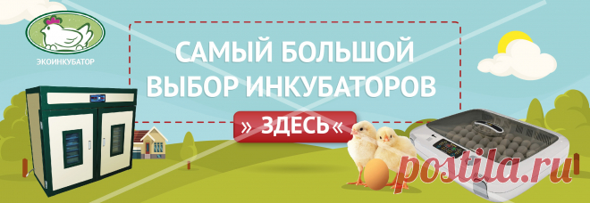 Тля: борьба с вредителем. Народные способы, средства | Домашняя ферма